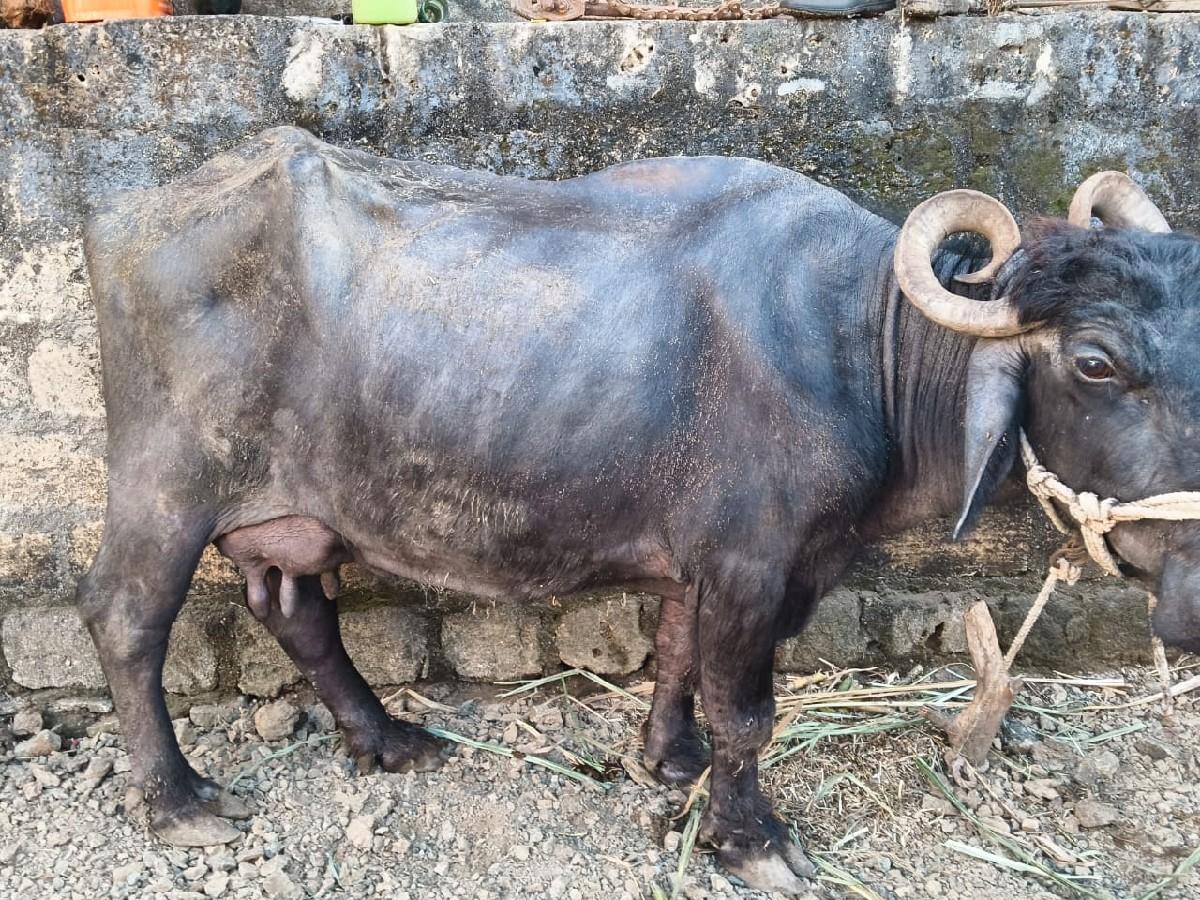 ભેંસ વેચવાની છે