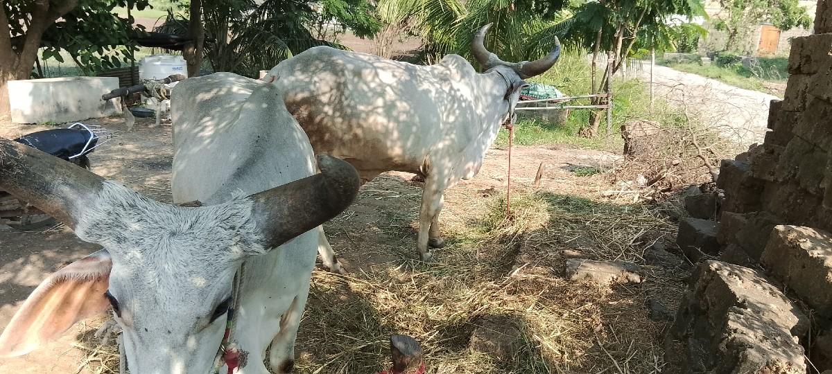 થંબનેલ 3