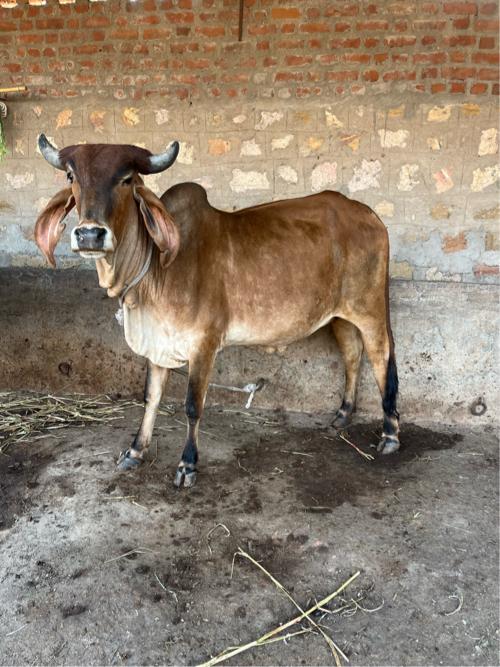 થંબનેલ 2