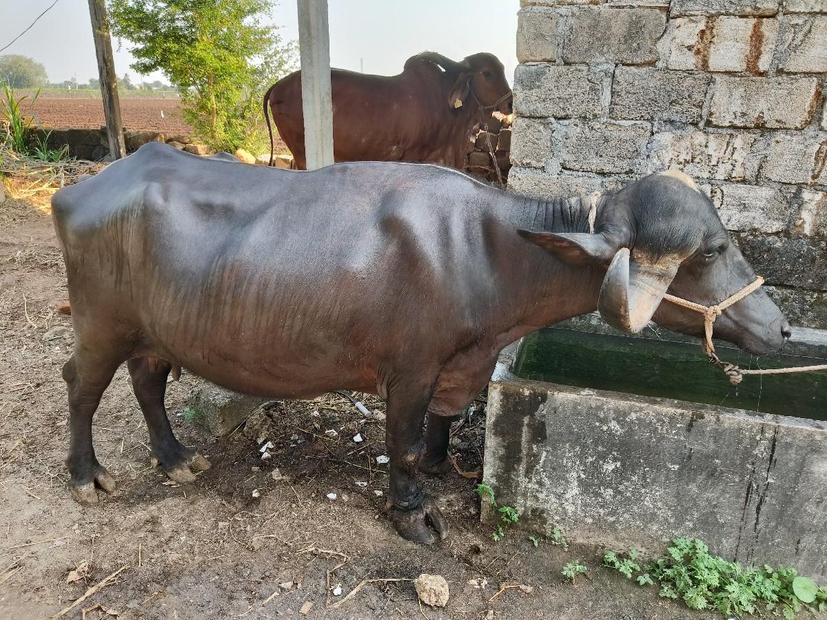 થંબનેલ 3