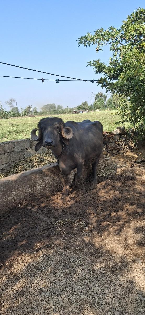 થંબનેલ 3