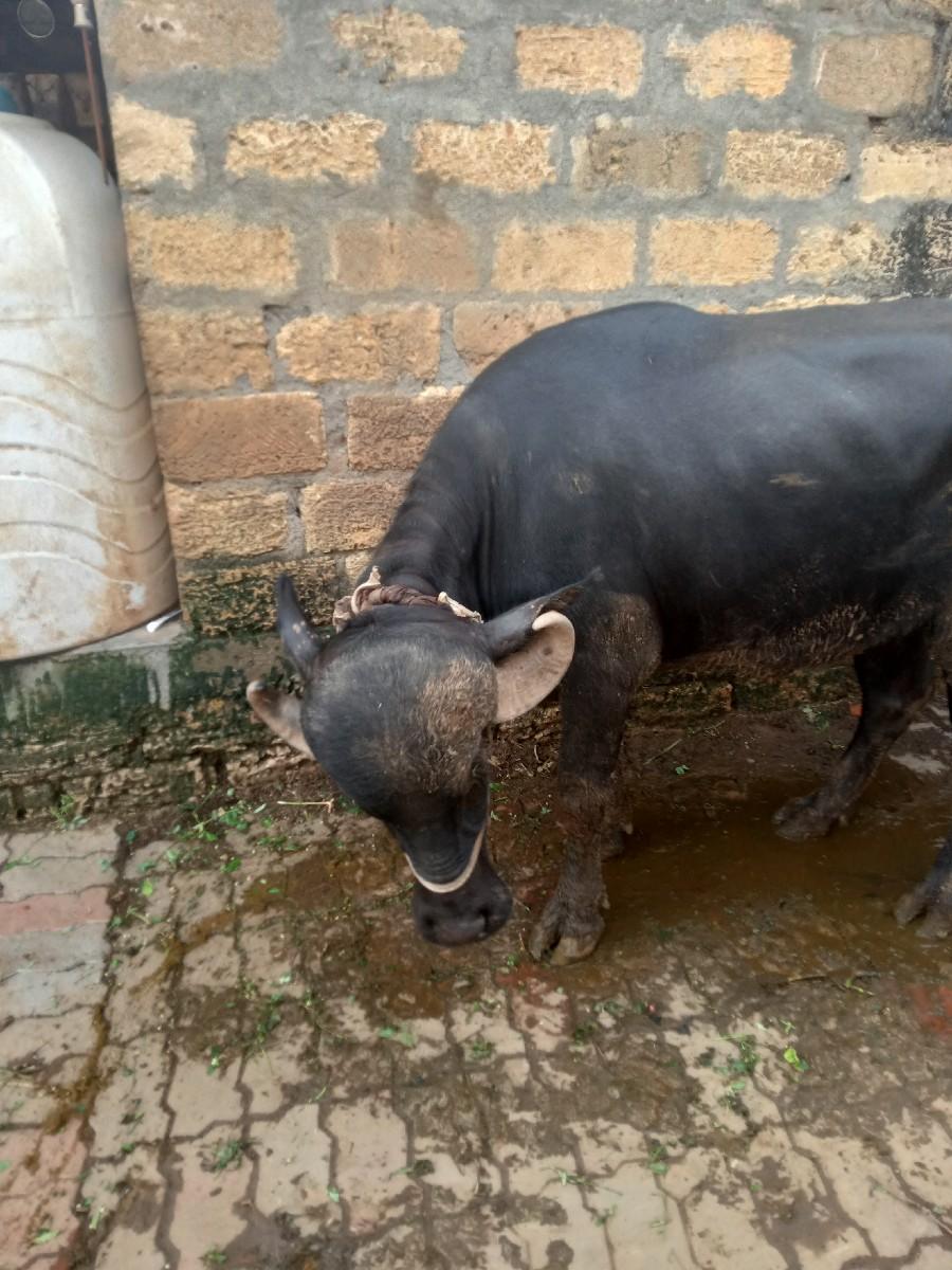 ખડેલી વેચવાની છે