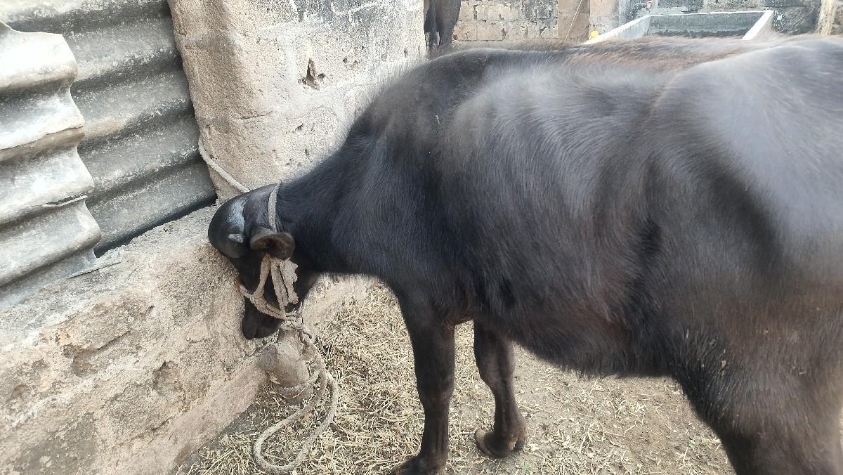 થંબનેલ 2