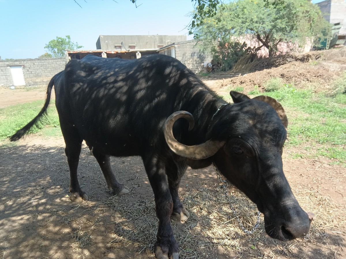ભેંશ વેચવા ની છે બીજુ વેતર