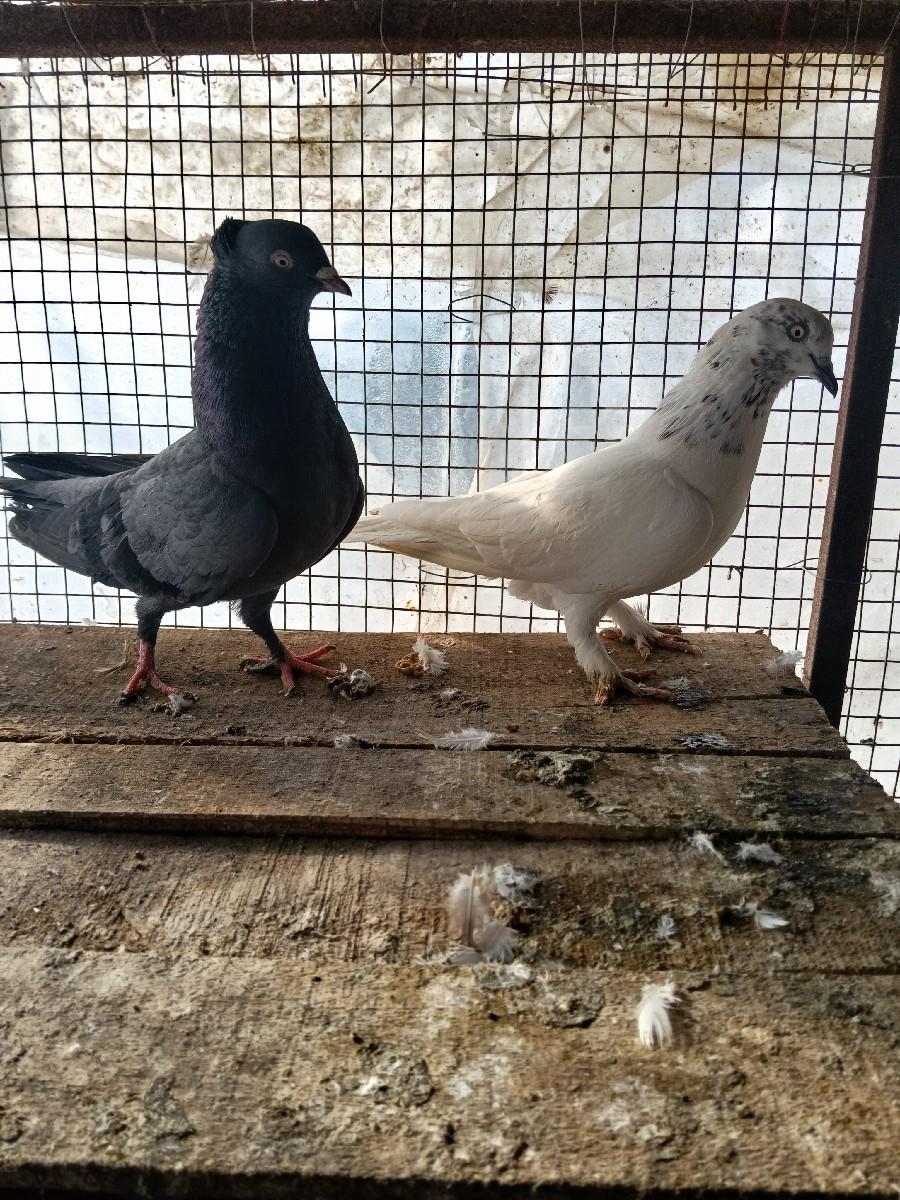 થંબનેલ 3