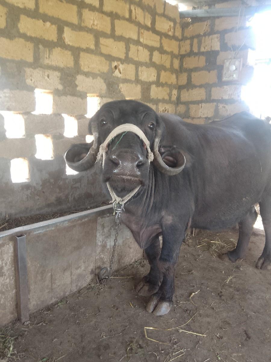 આભેશવાનીછે 10દીવશ કાશી છે