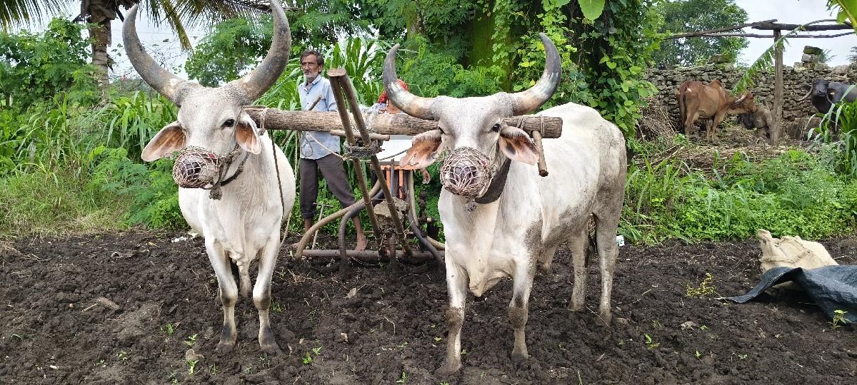 રામ પ્રદીપ જયશુખ ભાઈ