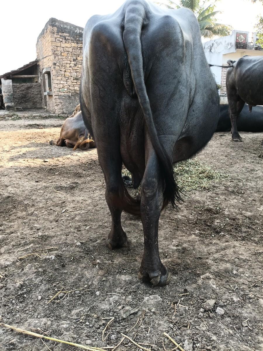 થંબનેલ 3