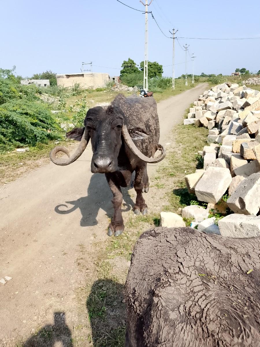 એક ભેંશ ને બે પાડા વેચવાના છે