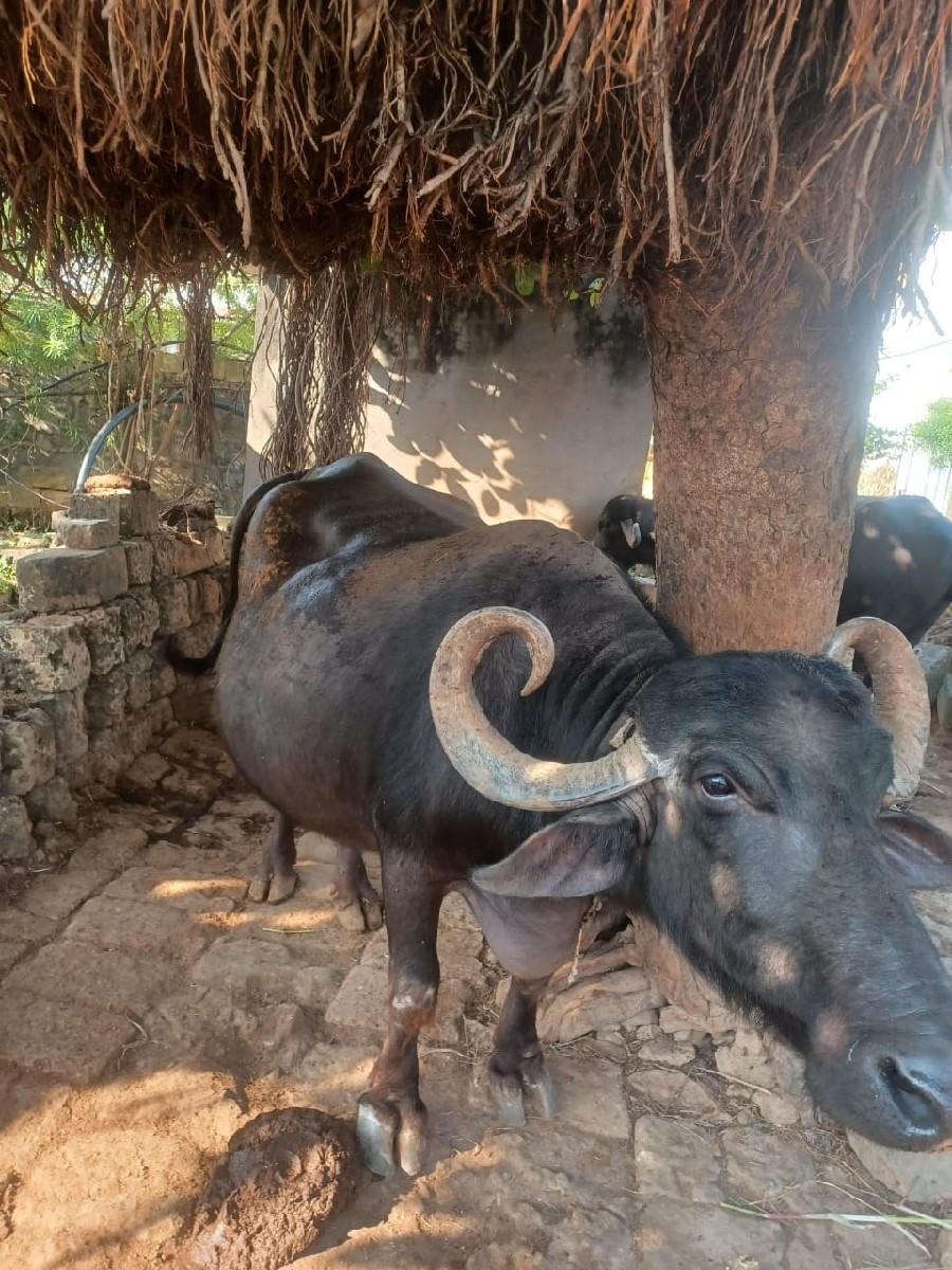 થંબનેલ 3