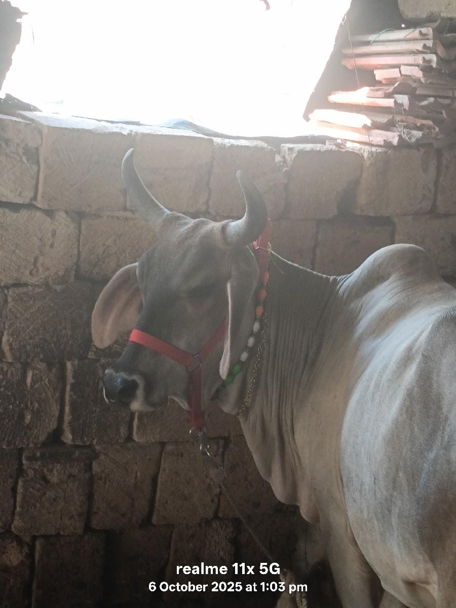 થંબનેલ 2