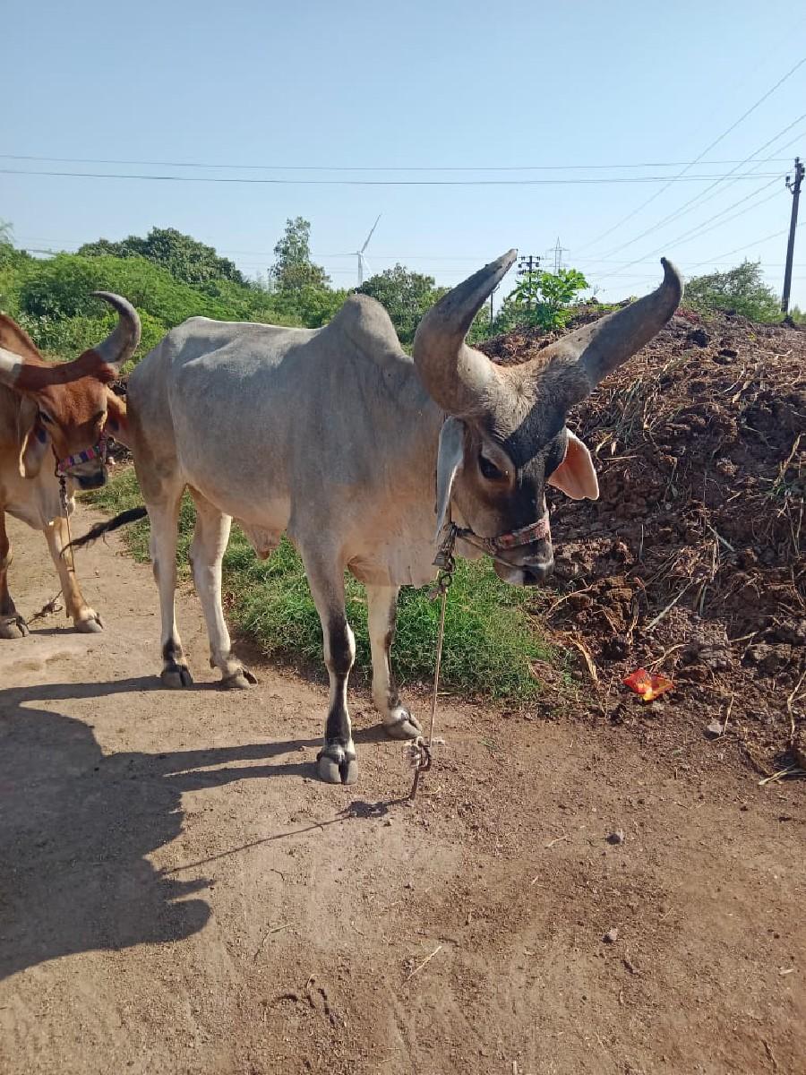 થંબનેલ 3