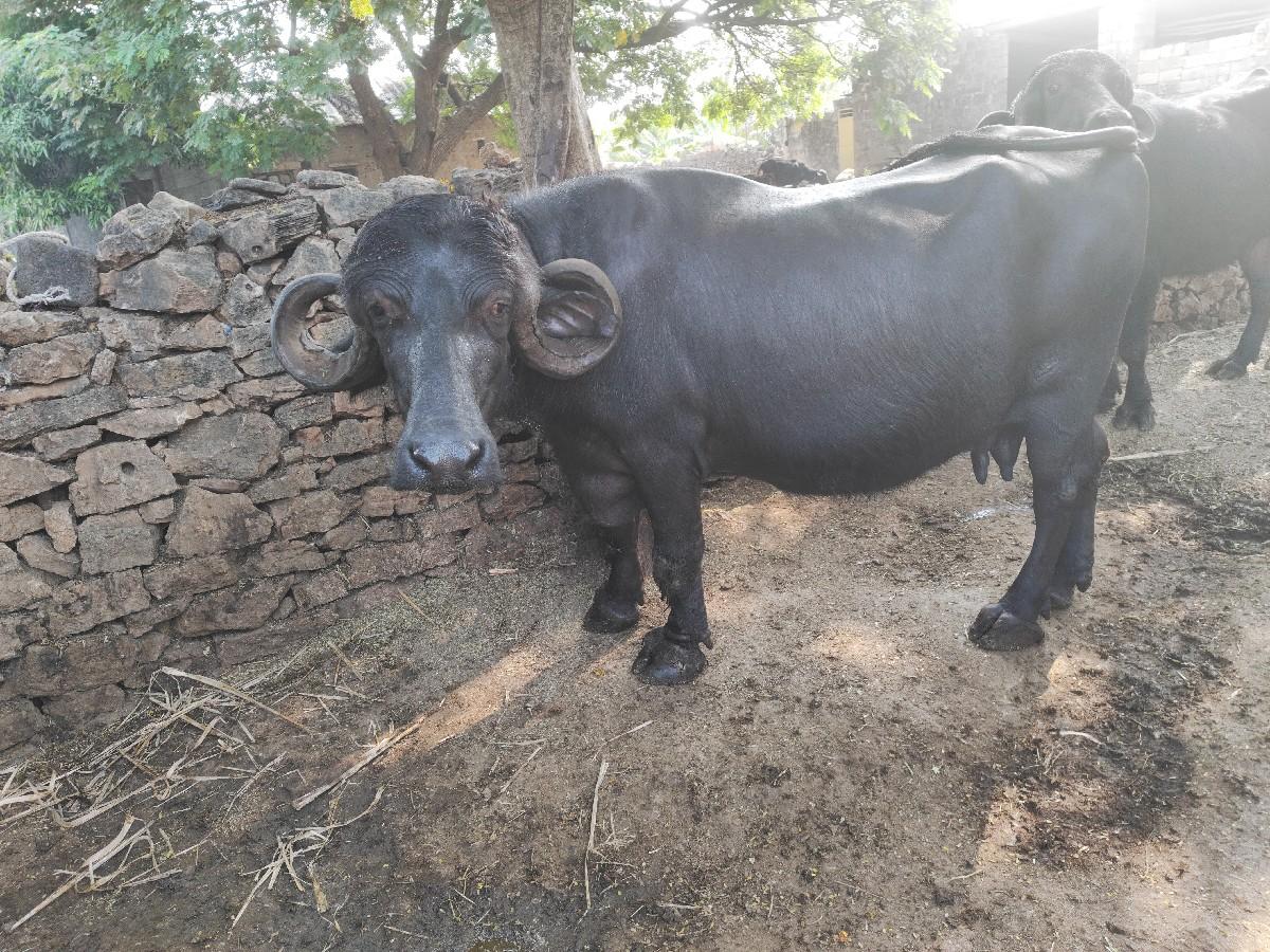 ભેંસ વેચવા ની છે.