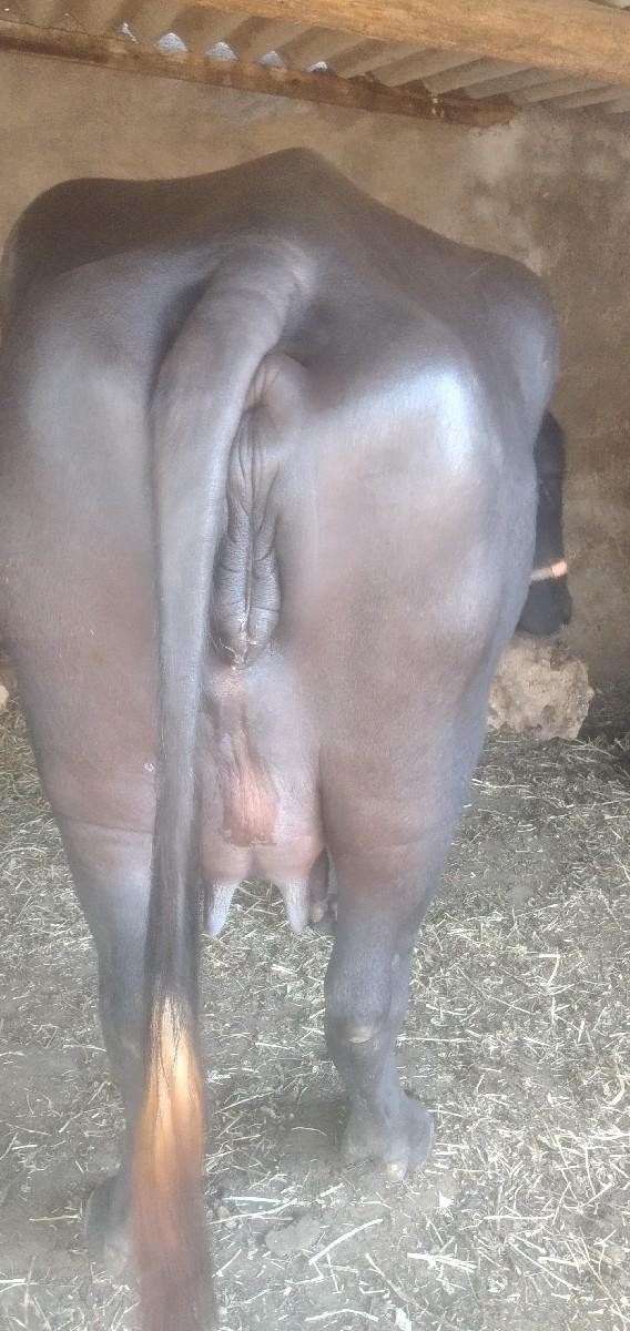 થંબનેલ 3