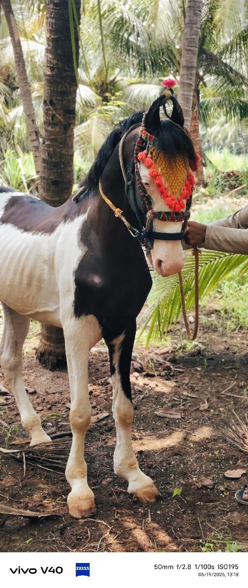 હાલવા વાલો ઘોડ઼ો