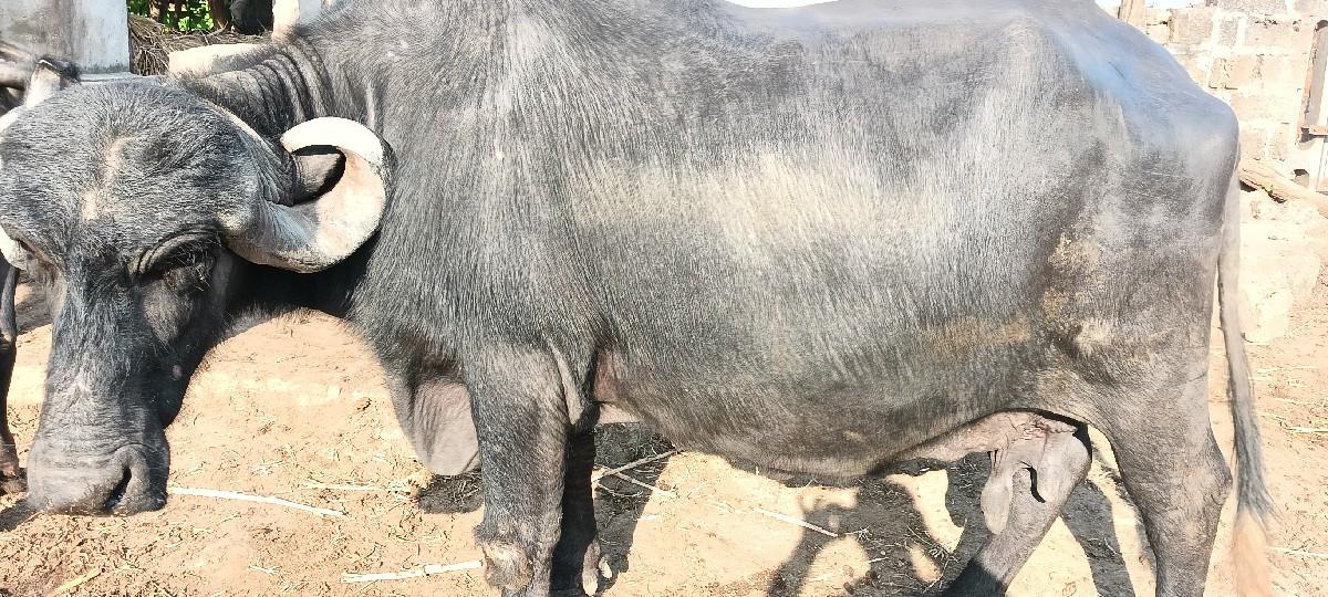 થંબનેલ 2