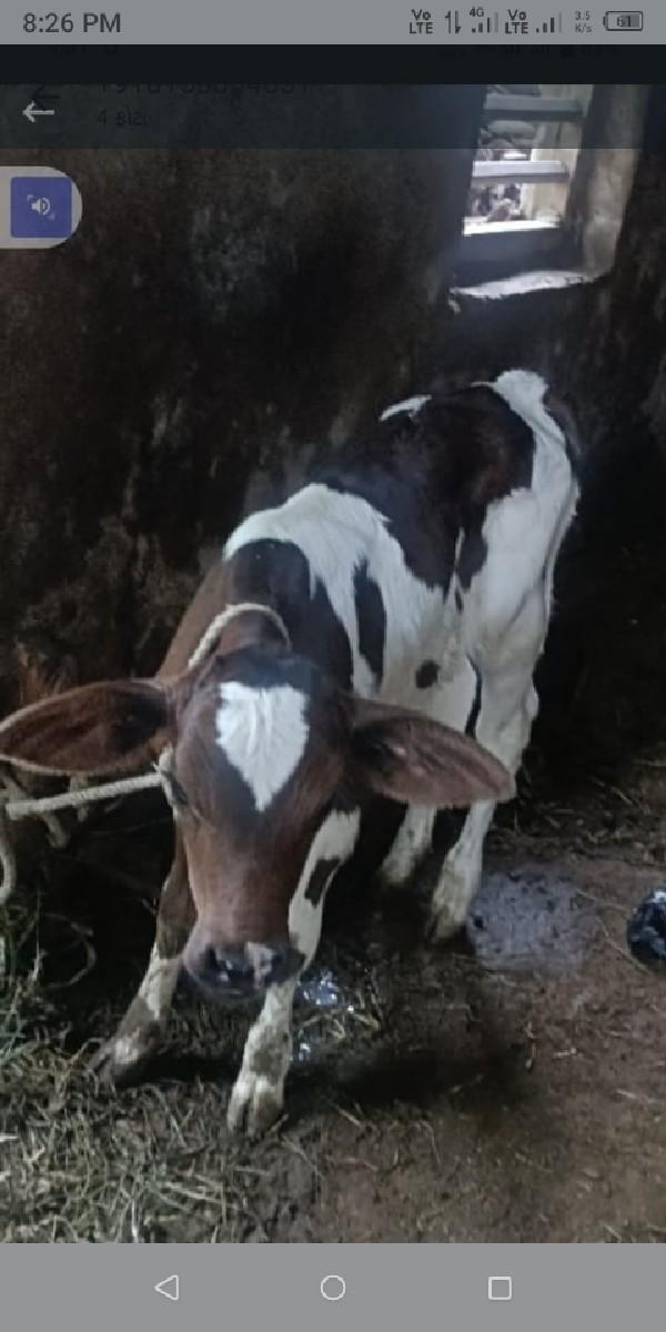 થંબનેલ 2