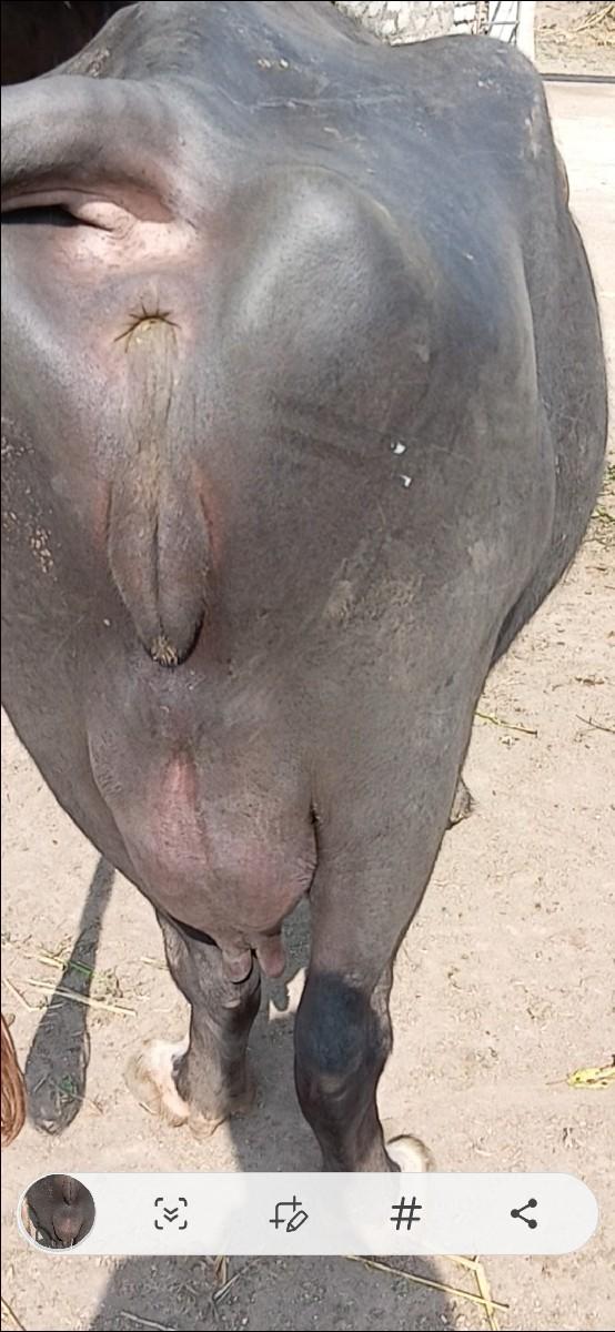 ભેંસ વેચવાની છે