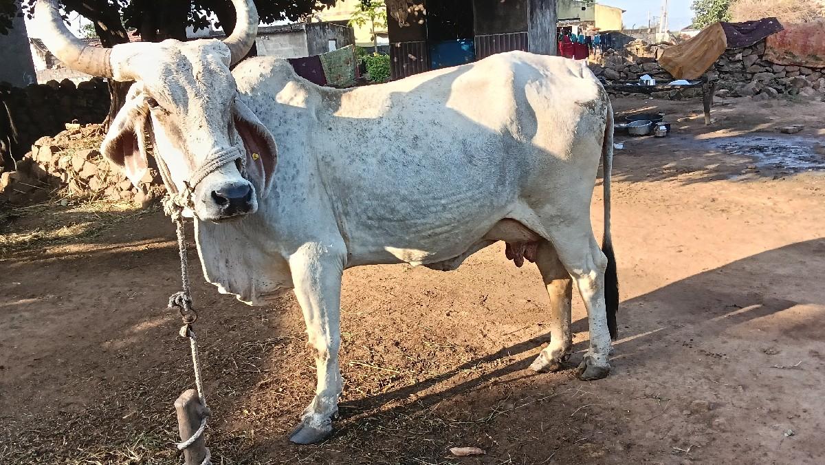 ગાય વેસવાની છે