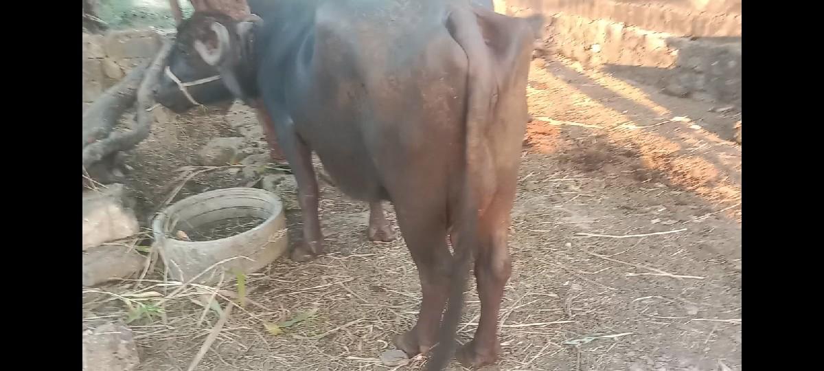 થંબનેલ 2