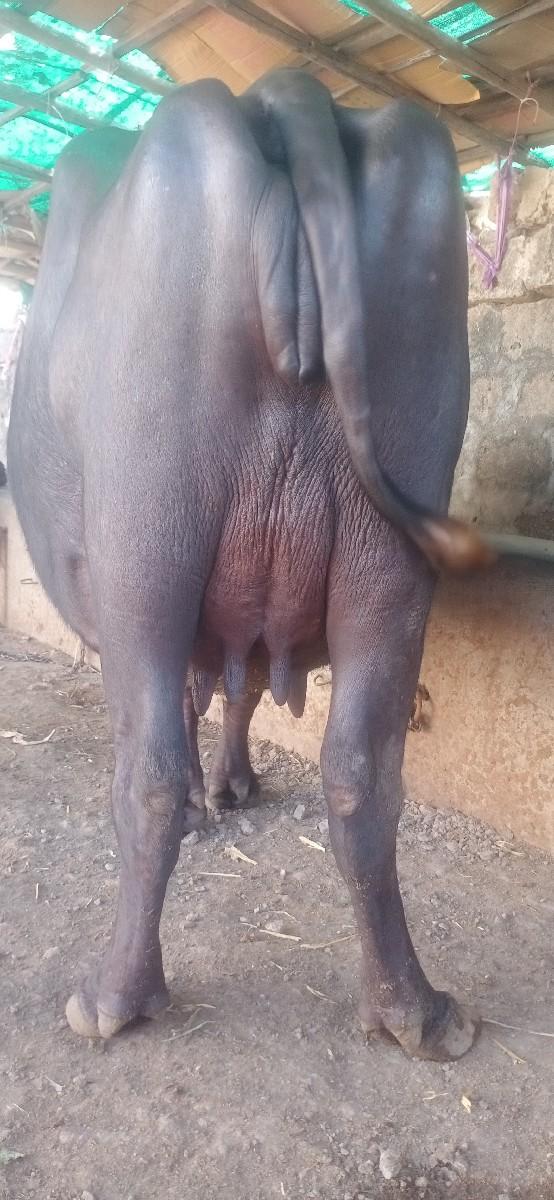 ભેસ વેચવાની  છે