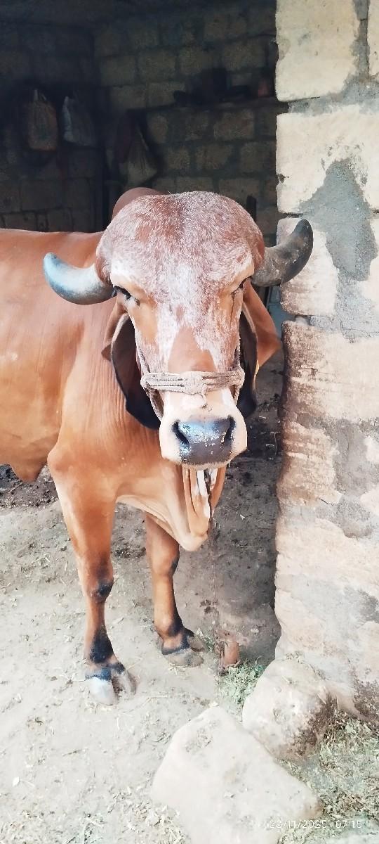 ગાય વેચવાની છે.