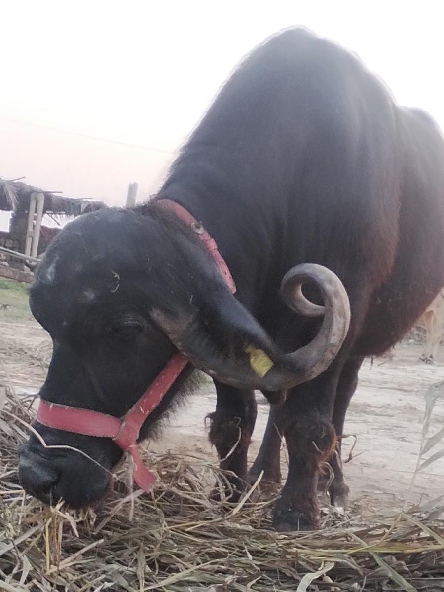 ભૅસ વેસવા ની છે