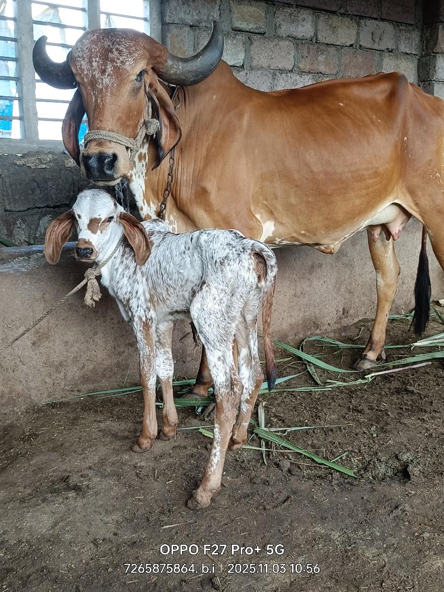 થંબનેલ 5