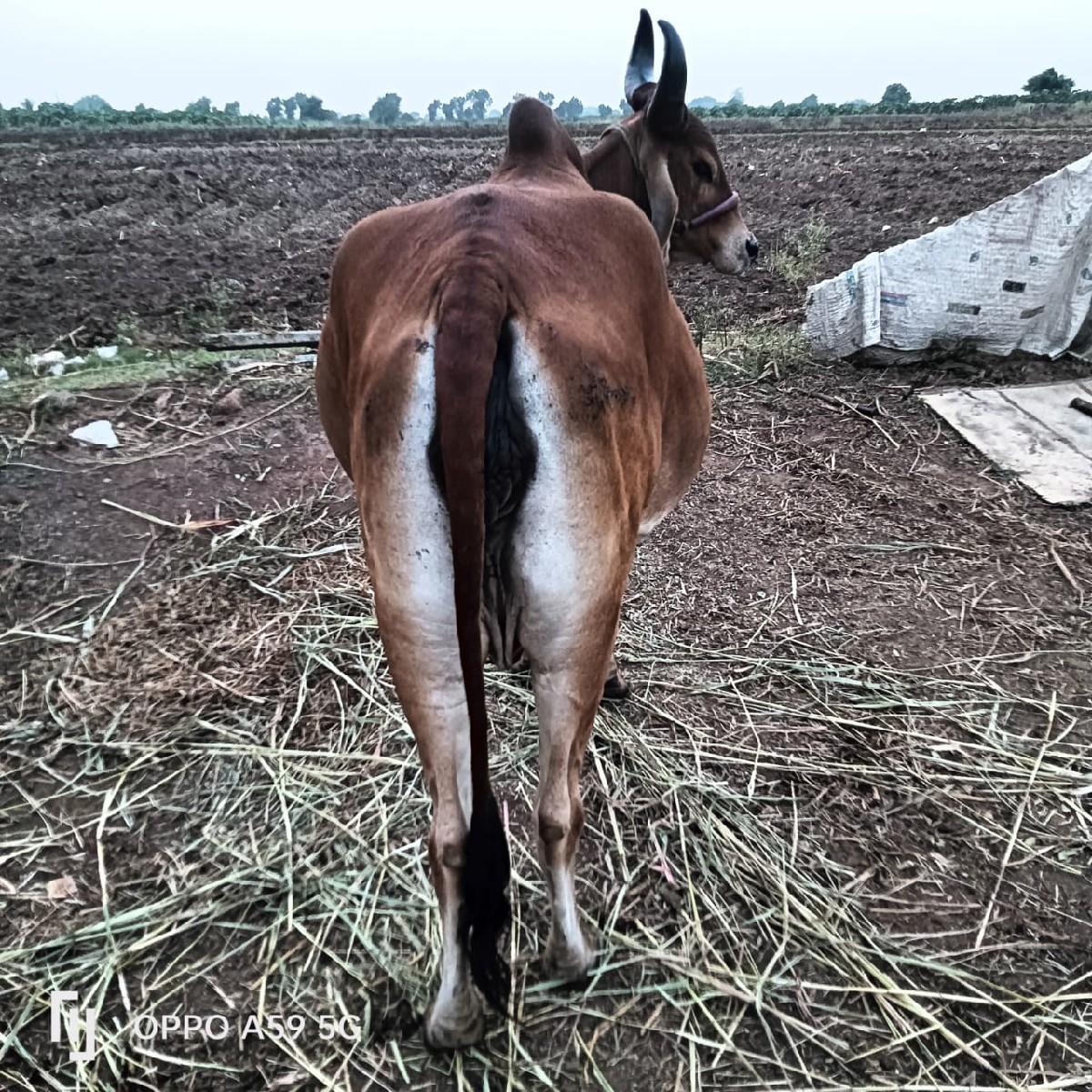 થંબનેલ 3