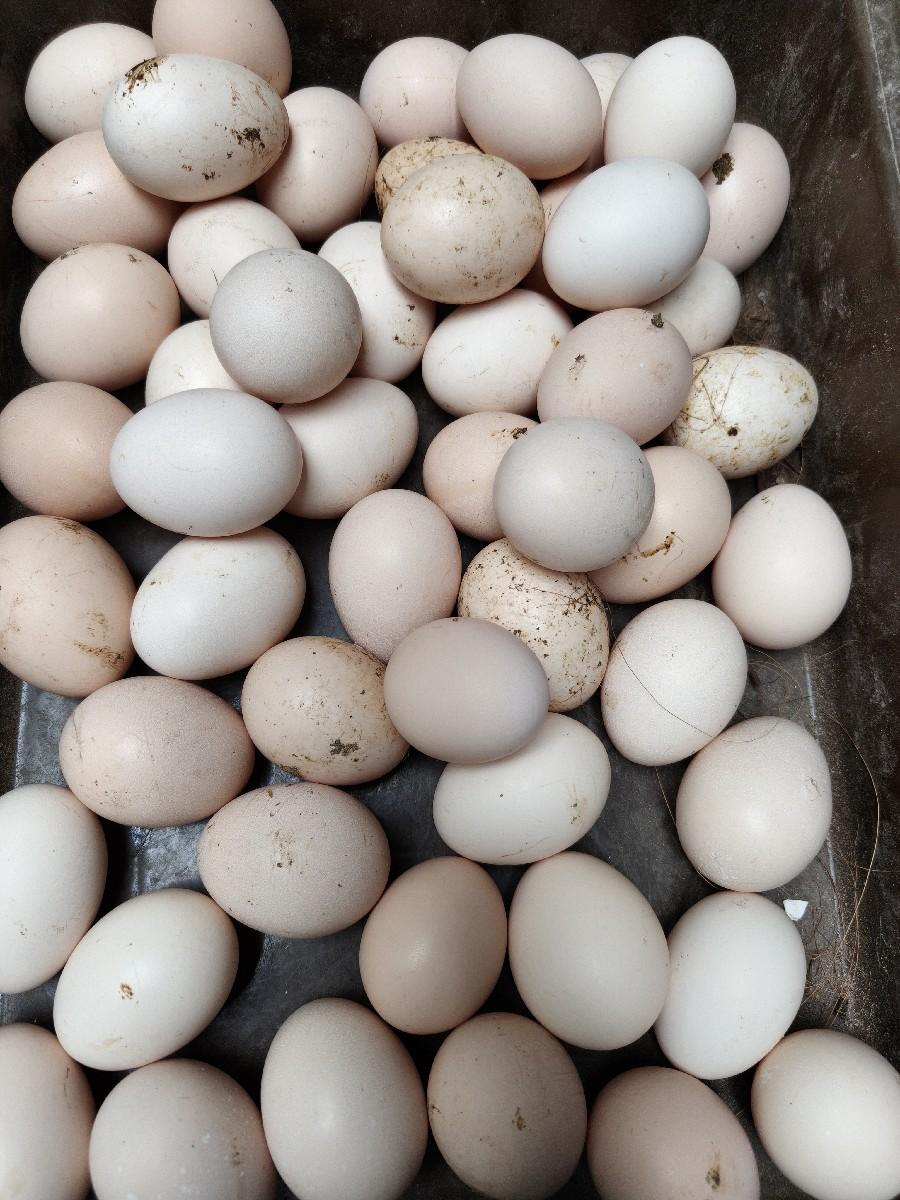 દેસી ઈંડા