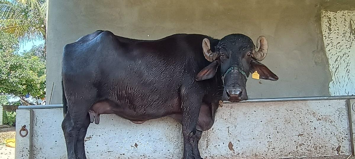 ભેશ વેંચવાની છેં