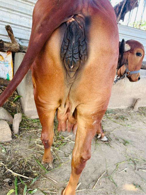 થંબનેલ 3