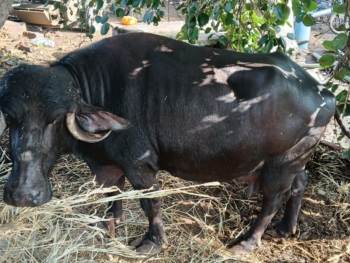 થંબનેલ 2