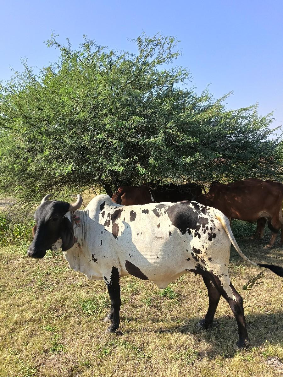 થંબનેલ 3