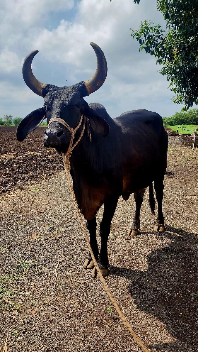 થંબનેલ 3