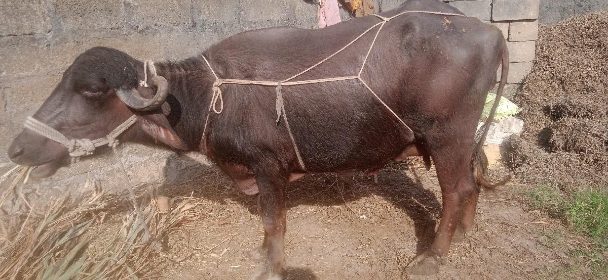 થંબનેલ 3