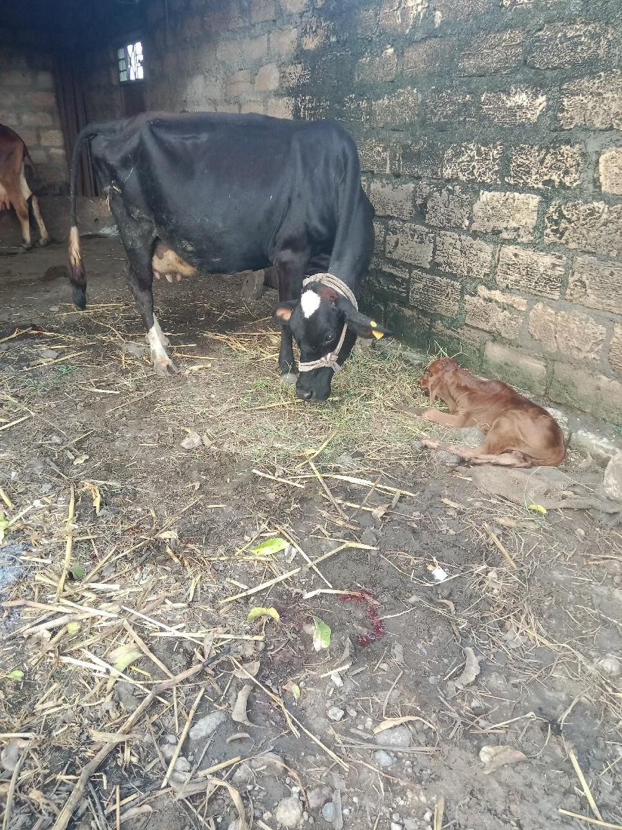 યે સબ ગાય વેચવાની છે