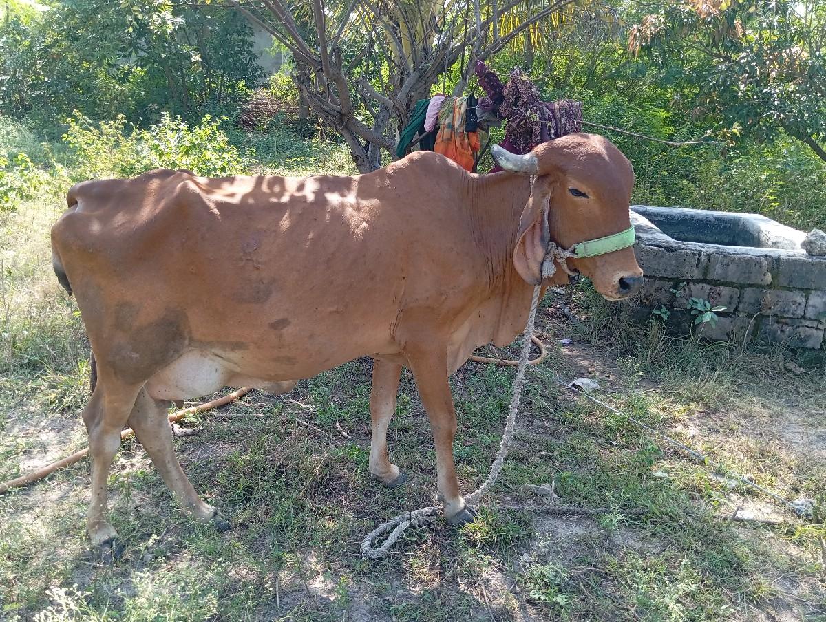 ગીર ગાય સે