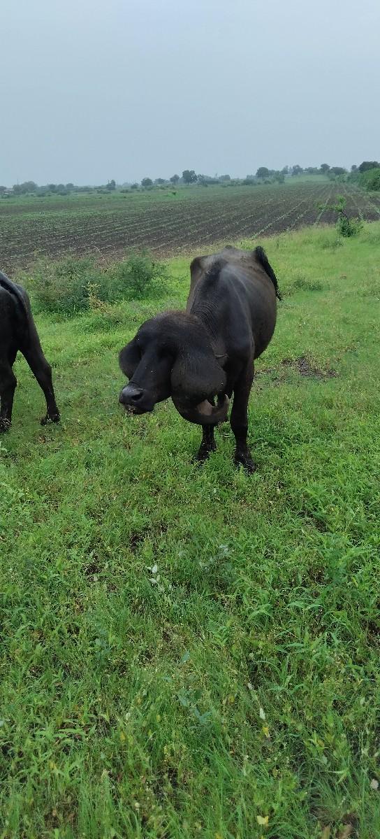 પાડો વેચવાનો છે 3 વર્ષ નો છે