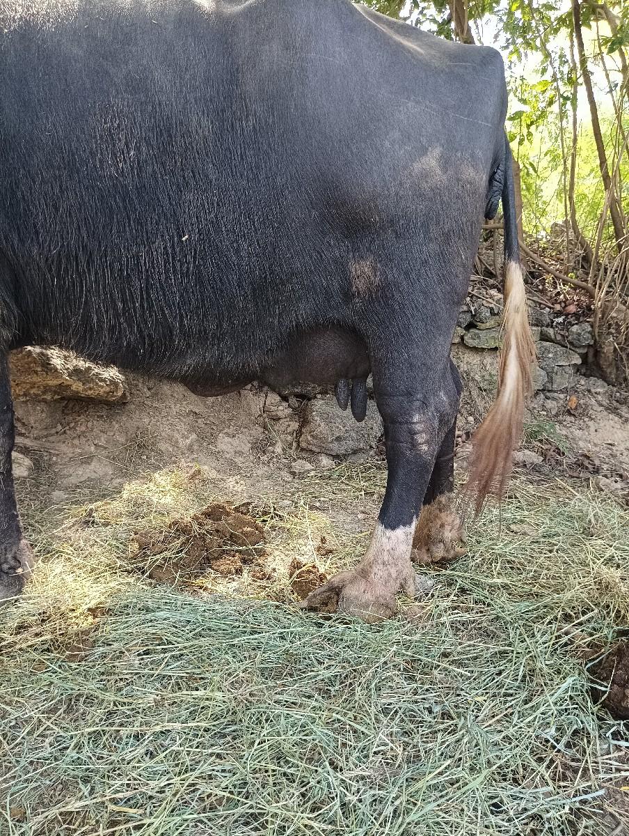 થંબનેલ 2