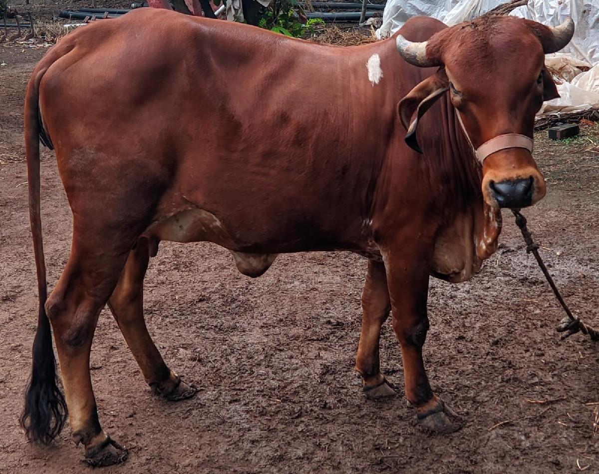 ગીર ગાય વેચવાની છે