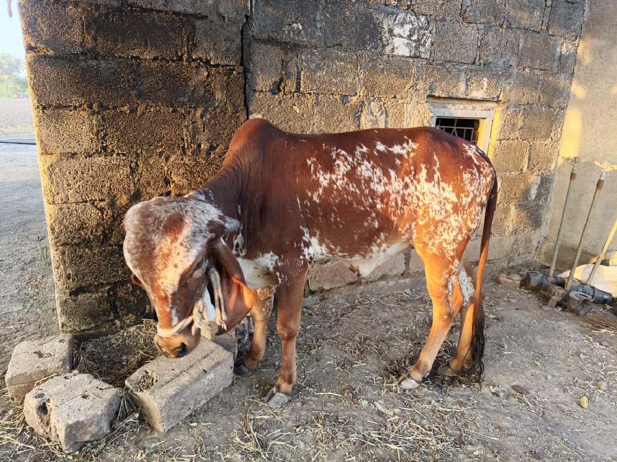 hodaki vechavani chhe