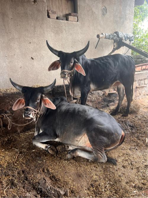 વઢયારા બળદ