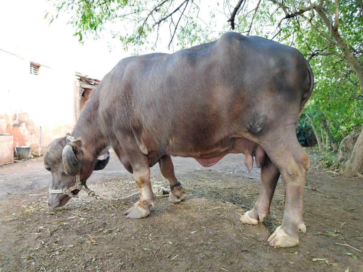 થંબનેલ 2