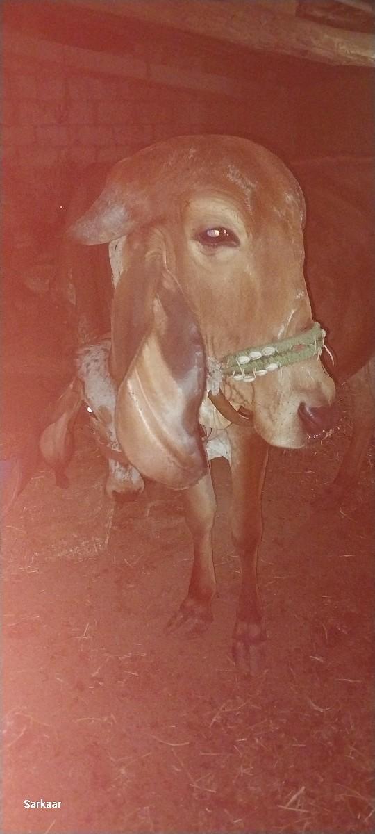 2 વર્ષે નિ છે