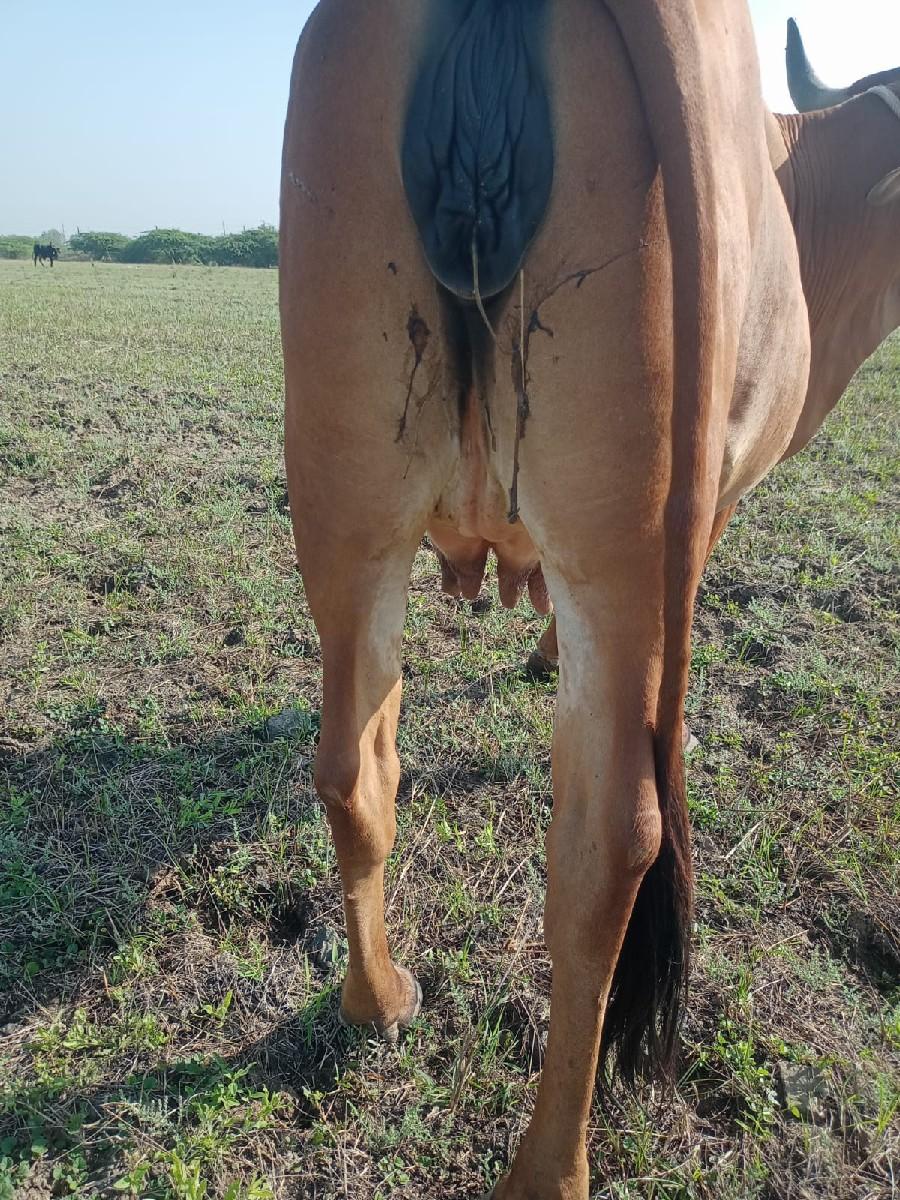 થંબનેલ 2