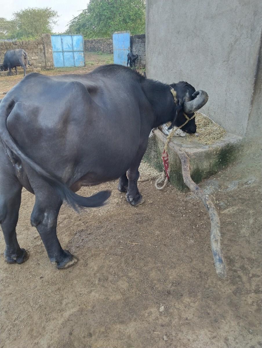 થંબનેલ 2