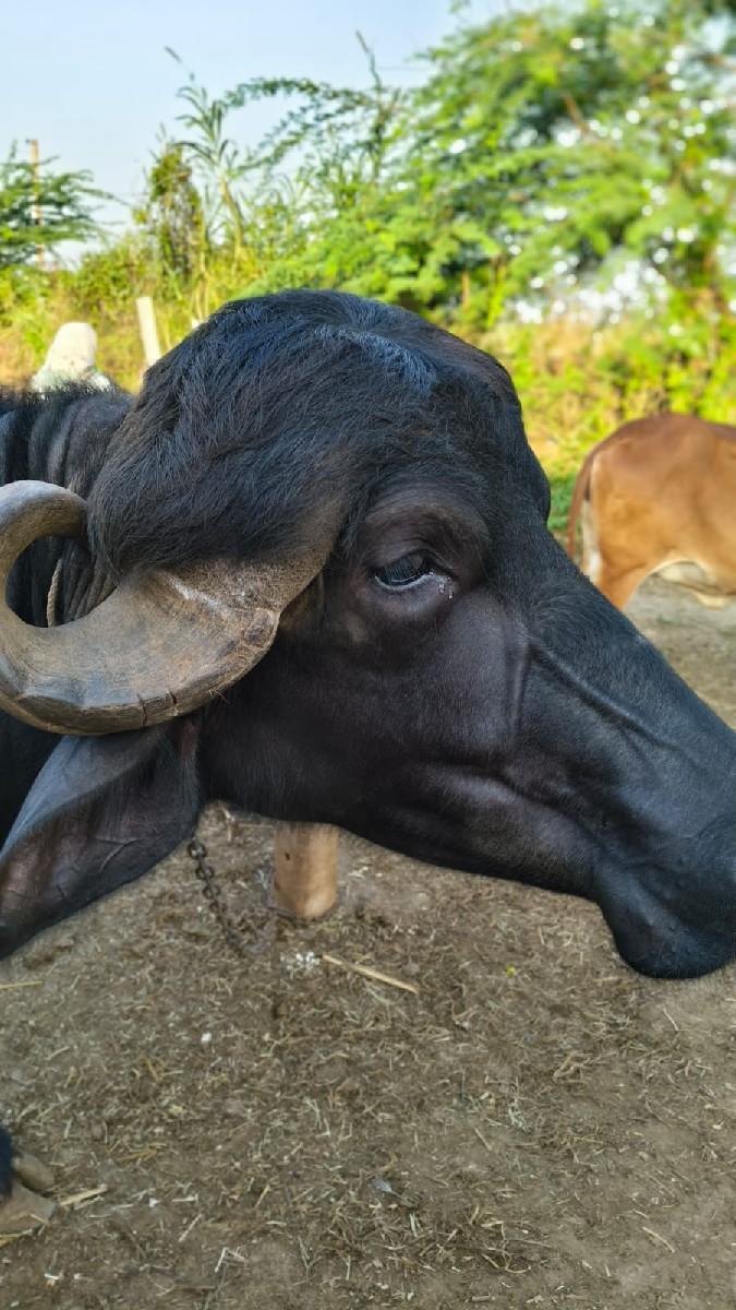 થંબનેલ 3