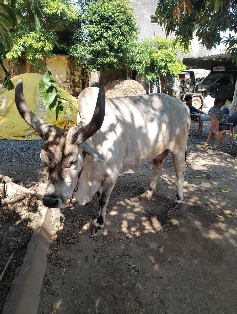 થંબનેલ 2