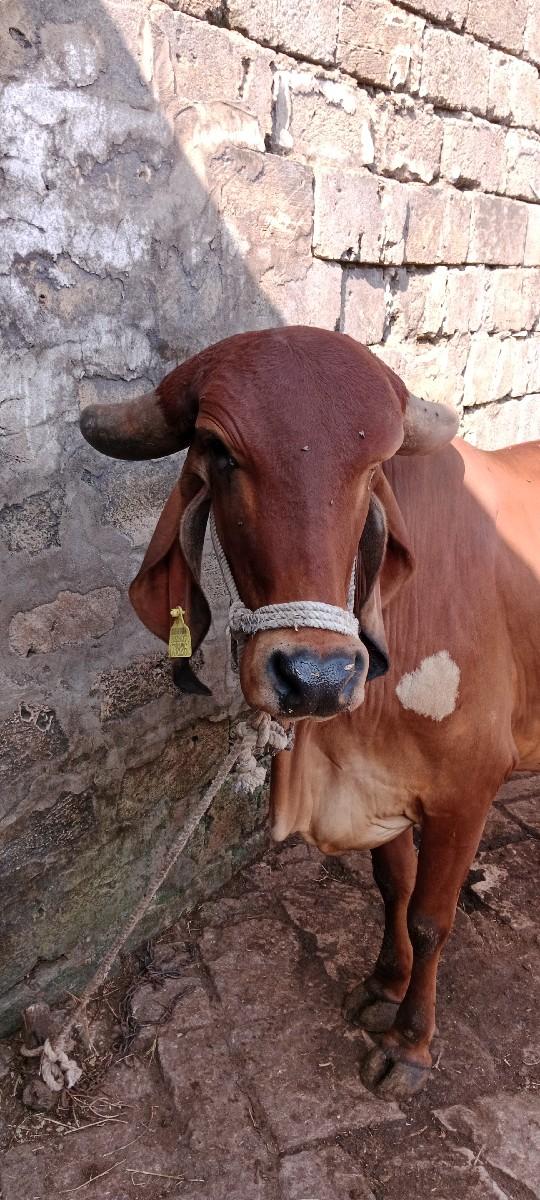 ગીર ગાયવેસવાનીછે